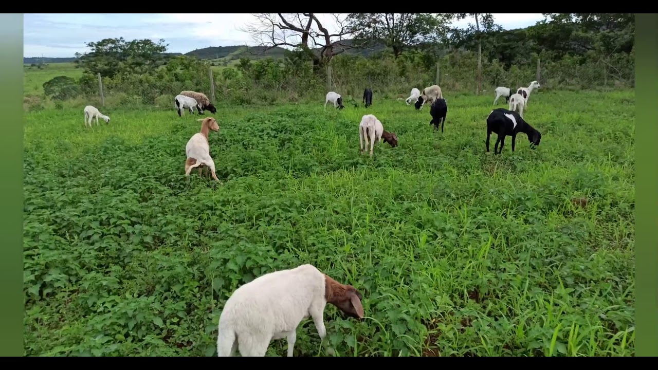 Conheça o pasto certo para ovelha Dorper e Santa Inês. Bezerro Holandês está só crescendo.