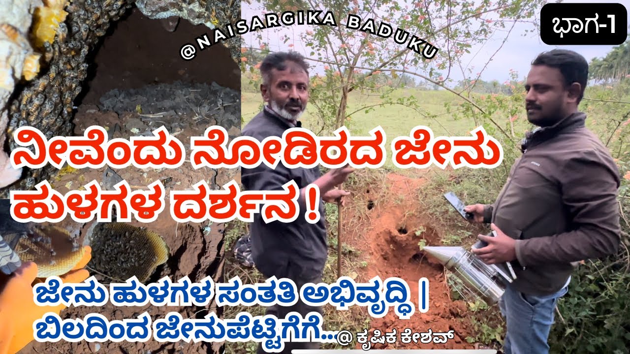 ನೀವೆಂದು ನೋಡಿರದ ಜೇನು ಹುಳಗಳ ದರ್ಶನ | ಜೇನು ಹುಳಗಳ ಸಂತತಿ ಅಭಿವೃದ್ಧಿ | 