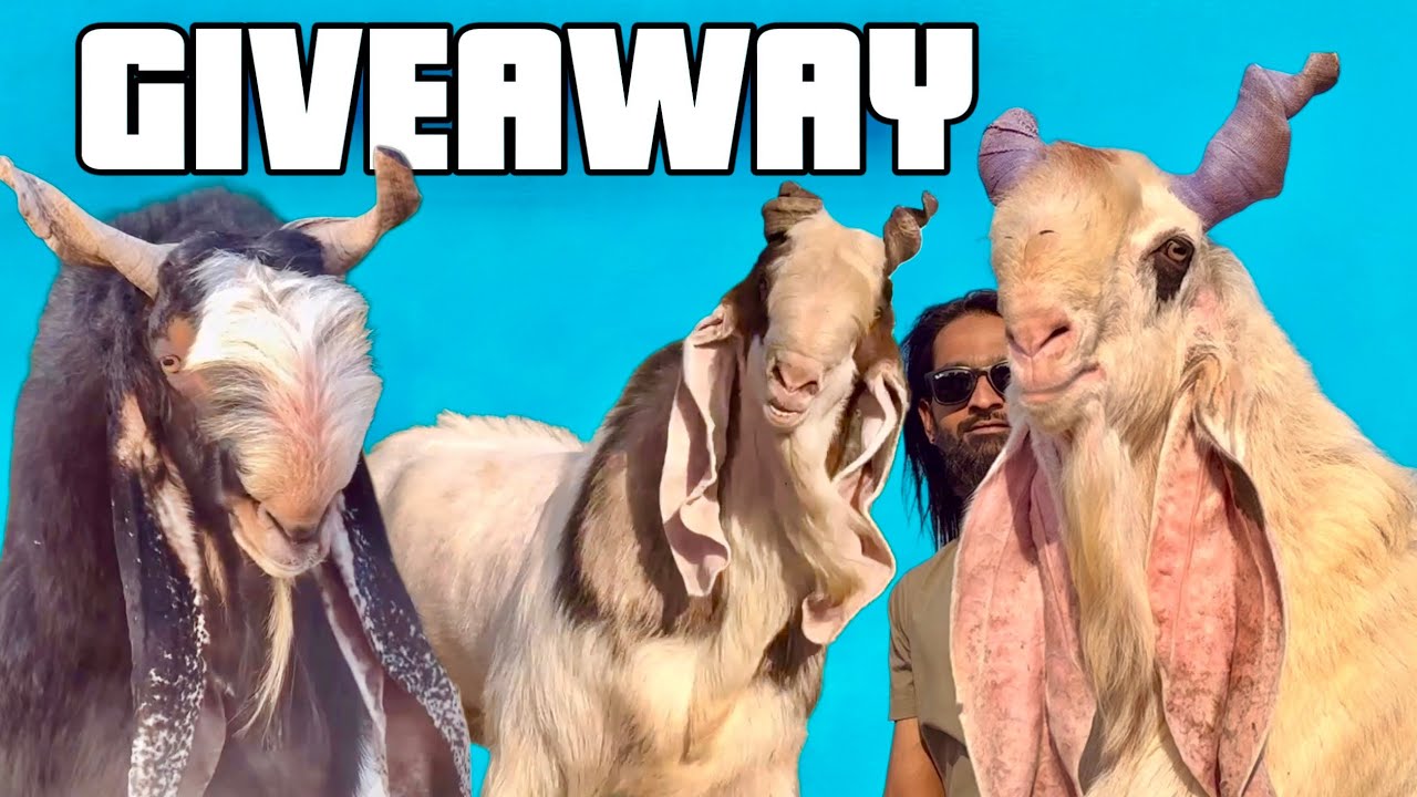 Kota Breeders & Giveaway Goats at The Jungle - Maaz Goats Pune