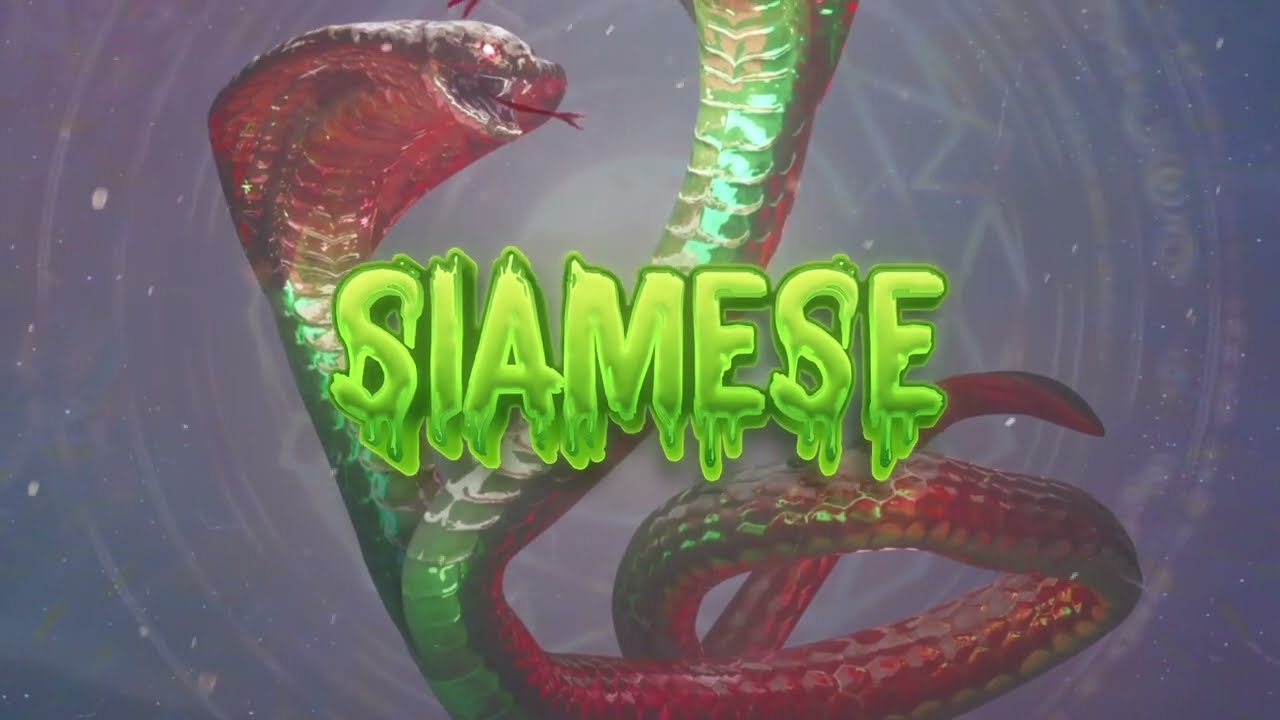 Animated Loop for Sequan Don Siamese