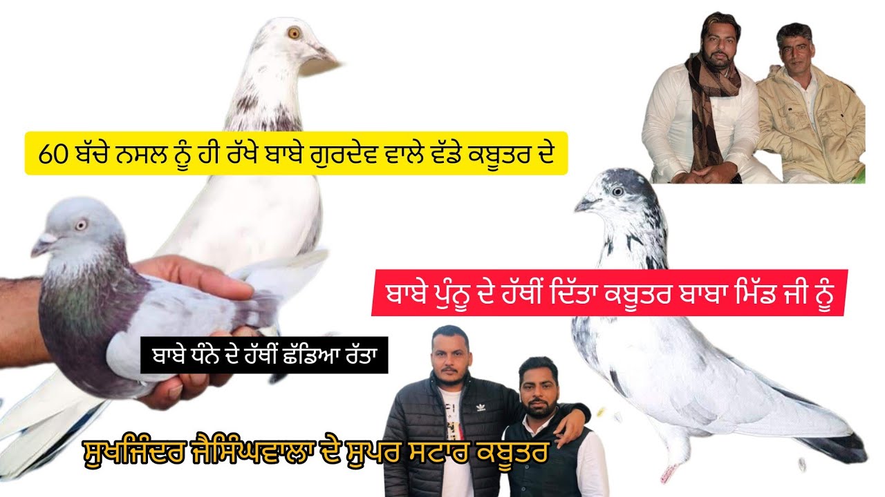 Baba Dhanna Te Baba Pannu De Aap Baazi Shade Kabootar Original Di Pehchan Full Low Breed Sukhjinder