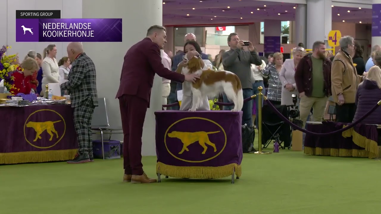 Nederlandse Kooikerhondjes | Breed Judging 2025