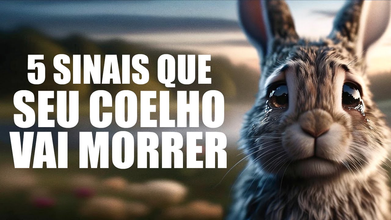 5 SINAIS QUE SEU COELHO IRÁ MORRER