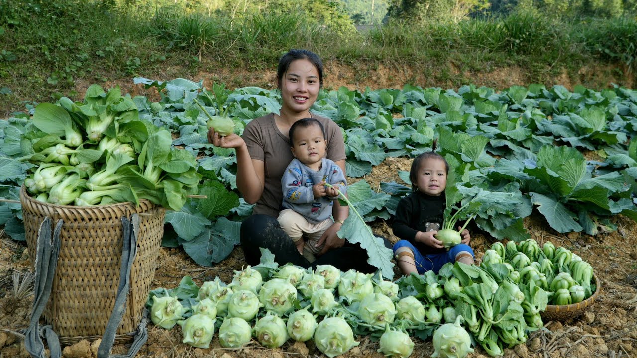 Harvest your home's green vegetable garden - bring it to the market to sell with your children