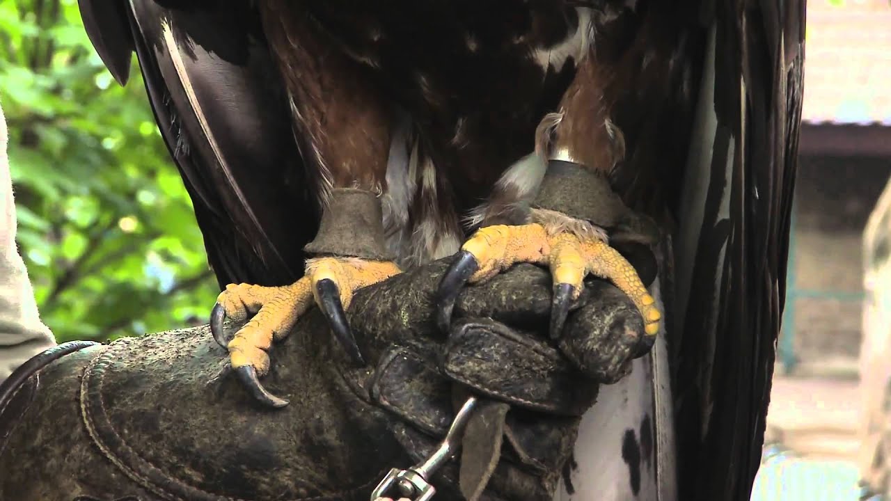 Belgrade Zoo 2011 Episode 4 Part 3