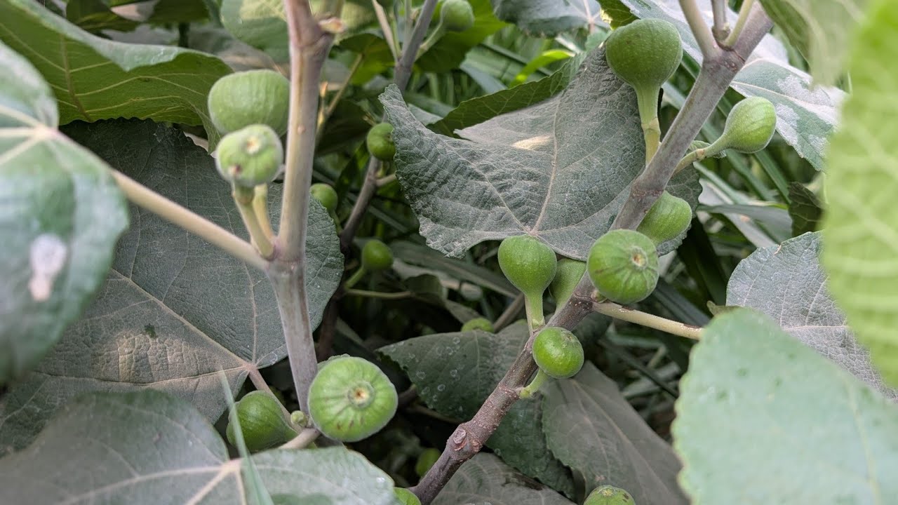 Anjeer | How to grow fig plant in your garden | Fig plant care| What is the best fertilizer for fig,