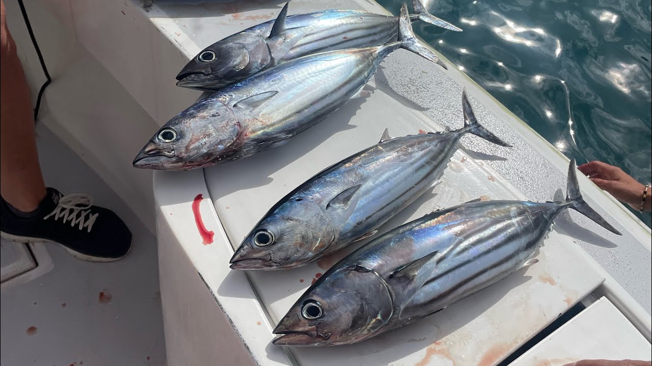 Tuna Fishing Charter in the Canary Islands | Tenerife | Sofia Yates