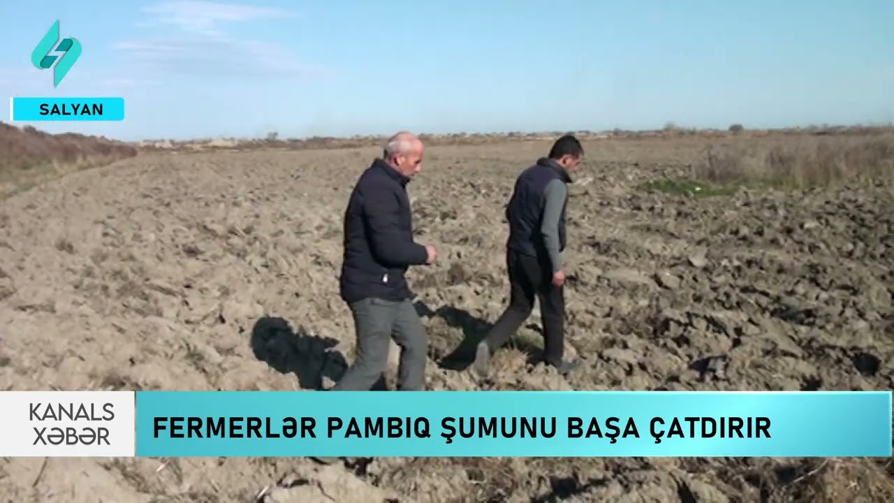 Salyanda fermerlər pambıq şumunu başa çatdırır