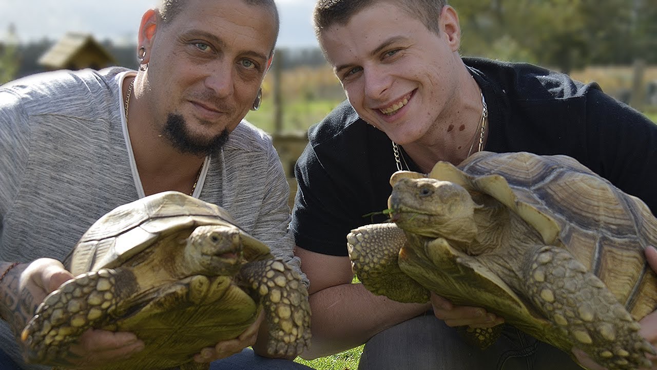 LA TORTUE SULCATA - EUBLEPHARIS