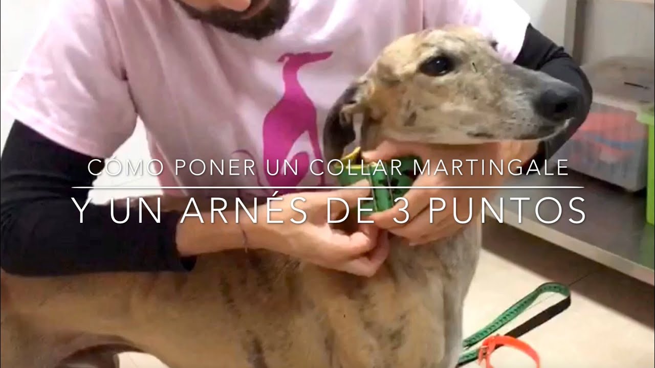 Tutorial para saber cómo poner un collar martingale y un arnés de 3 puntos