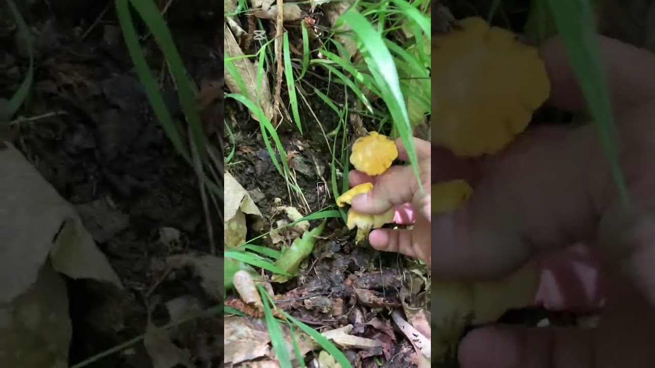 Cinghiali 🐗 Galletti e Russole al Quercio ! Ancora presto per i Porcini 🍄‍🟫