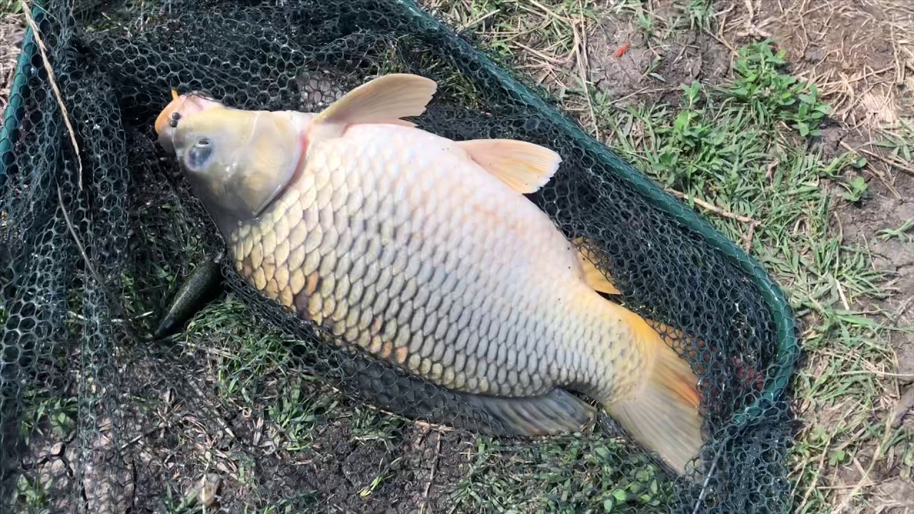 La pescuit pe balta Chiriacu
