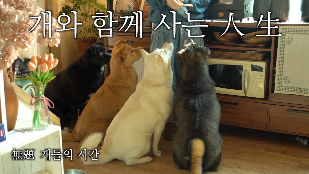 개들과 지내는 평범한 하루 [무제 18번때 이야기]