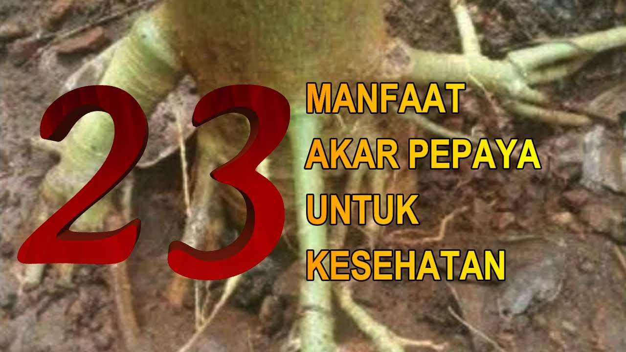 Masya Allah, Inilah 23 Manfaat Akar Pepaya Untuk Kesehatan