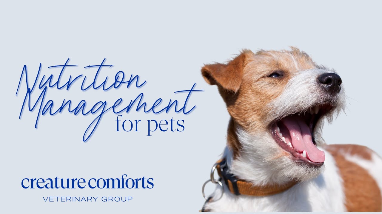 Creature Comforts Veterinary Group: Nutrition Management with Dr. David Gething #hongkongveterinary
