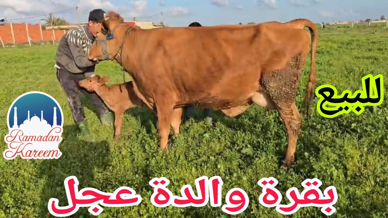 تباااارك الله 💫بقرة والدة عجل🌟 إتصل 06.09.33.67.35📞 ألو سي عبد العالي نواحي الغرب🇲🇦 
