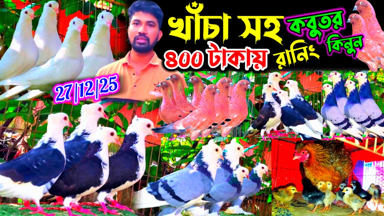 খাঁচা সহ কবুতর কিনুন মাত্র ৪০০ টাকা পিস | ১০০% ডিম বাচ্চা গ্যারান্টি সহ রাজগোল্লা মাদ্রাজী কবুতর |
