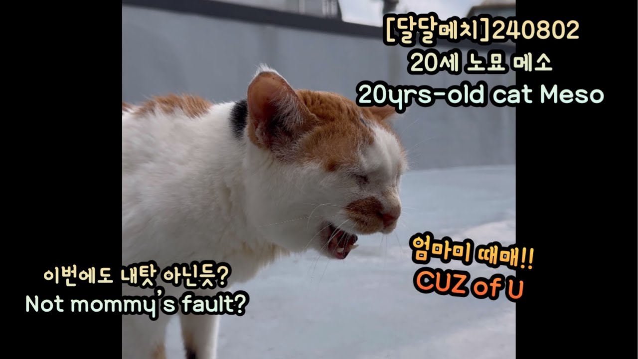 20세 노묘 메소_자기가 나가놓고 화내긴.._A High speed walk #cat #고양이 