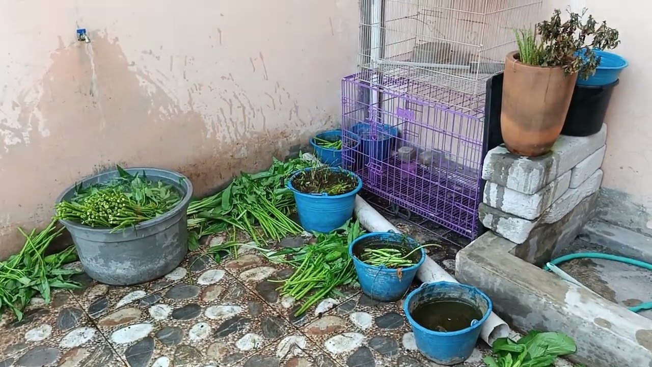 Kasih pakan cukup buat kuykuy di tinggal mudik