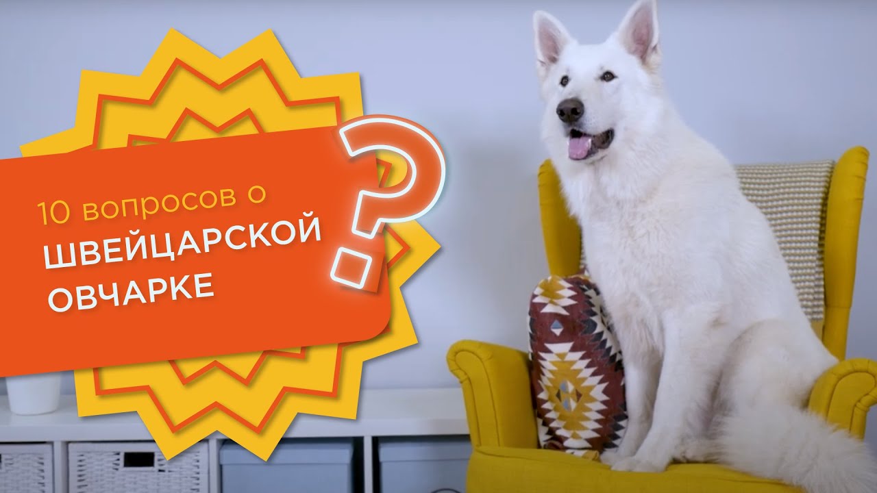 10 вопросов о БЕЛОЙ ШВЕЙЦАРСКОЙ ОВЧАРКЕ
