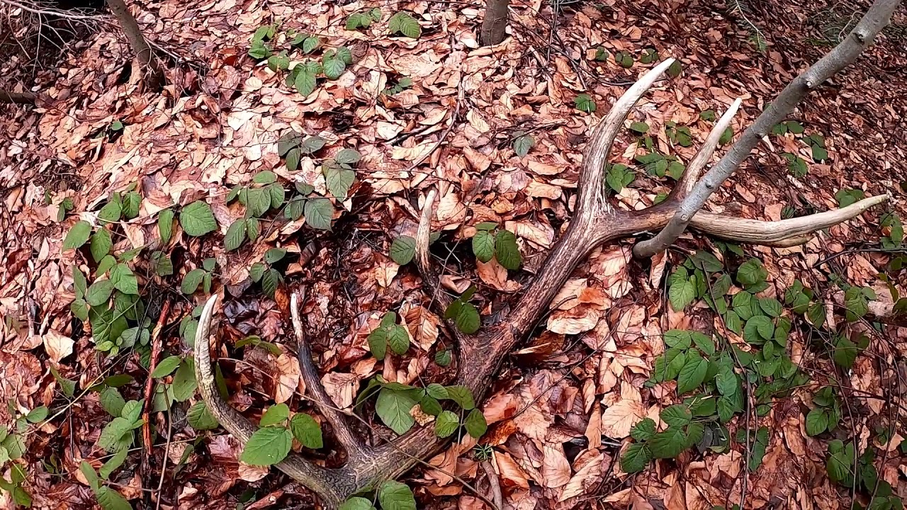 zrzuty 2020  16-stak 2,9 kg Karpaty (agancs parohy antlers оленьи рога) Carpathian Mountains