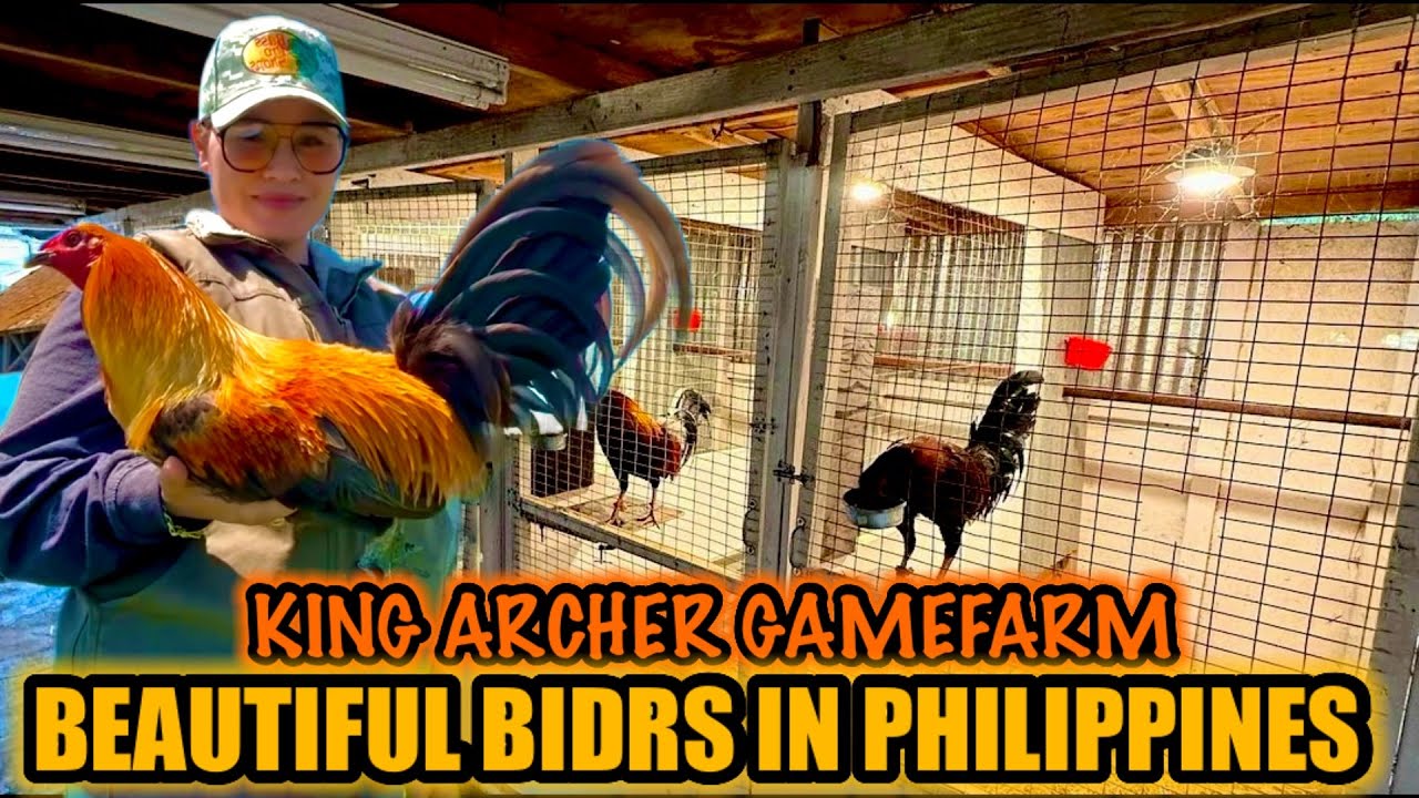 Beautiful Birds In Southern Leyte Philippines ~ KING ARCHER GAMEFARM