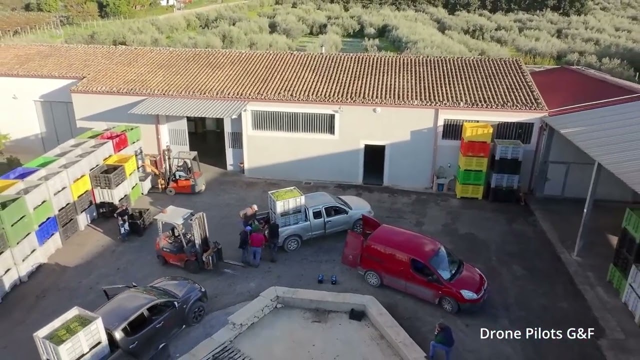 Dalla raccolta delle olive alla produzione dell'EVO