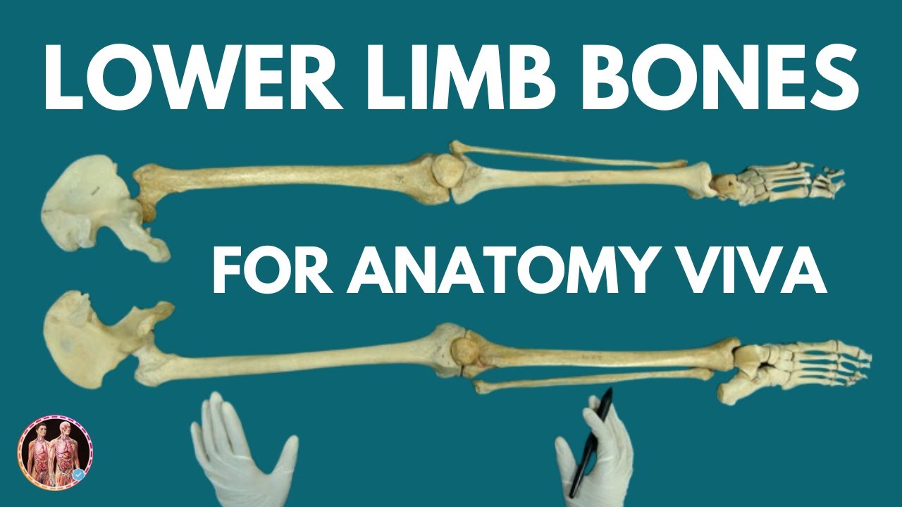 Lower Limb Bones in 30 Minutes | Hip bone, Femur, Patella, Tibia, Fibula | 