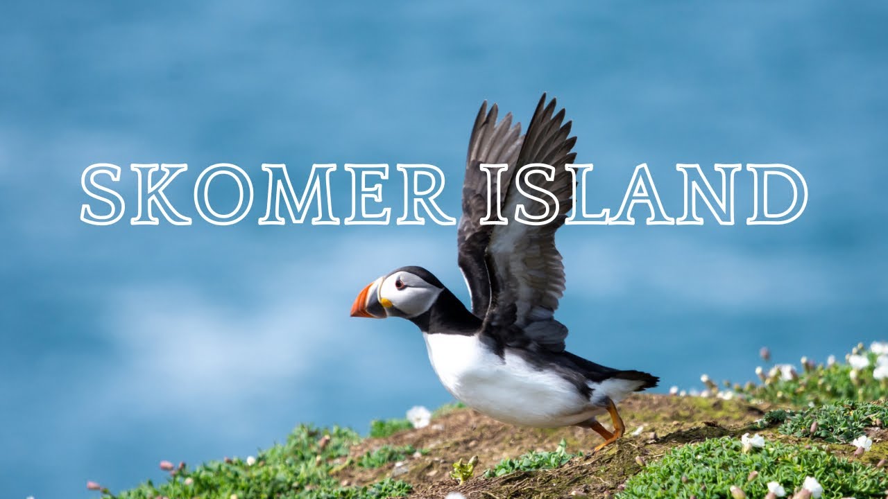 Wales Roadtrip | Skomer Island | Puffin season