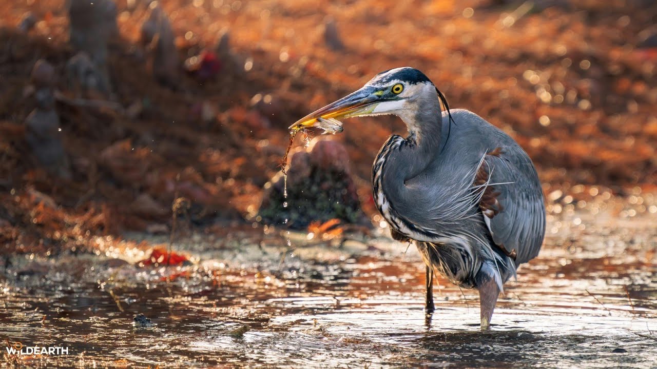 LIVE at the waterhole - 29 January 2026