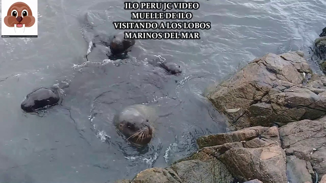 JC VIDEOS EN EL MUELLE DE ILO PERU