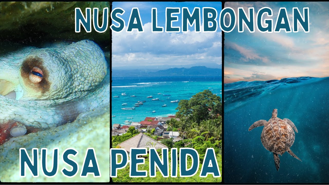 How To Dive Nusa Lembongan & Penida In Two Days #scubadiving #scubadiving #nusapenida #bali