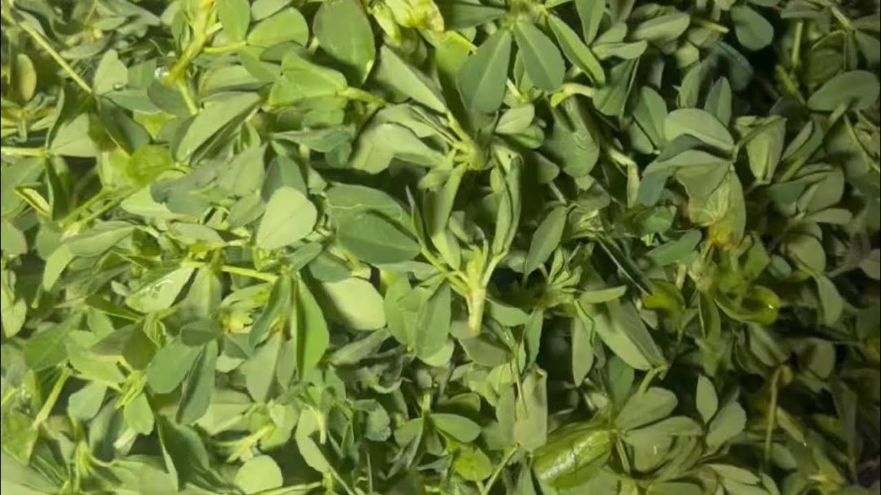 સોલરડ્રાયરમાં મેથીની ભાજી ની સુકવણી 