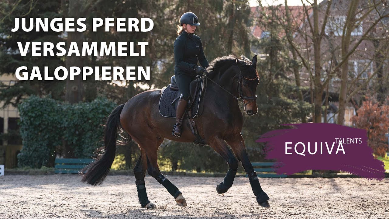 Junges Pferd versammelt galoppieren - Talents lernen bei Nicole Uphoff-Selke