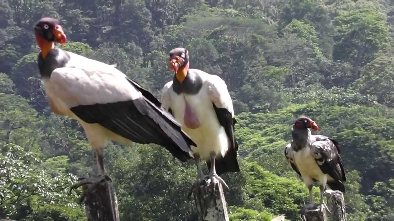 Zopilote Rey (King Vulture)