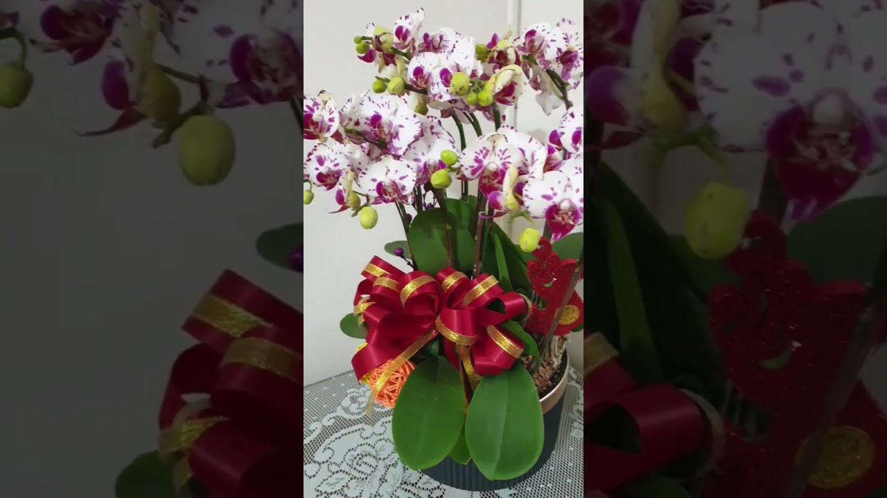 orchids flower arrangement #orchid #orchids #flowers #bouquet #arrangement #shorts#ytshorts #plants