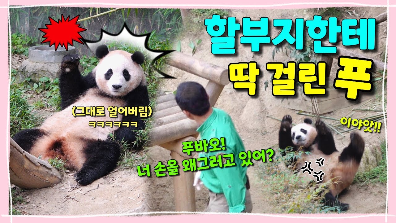 [ep.189] 사고 치다가 할부지한테 눈앞에서 딱걸린 푸바오!!💕동공지진에 눈치를 한바가지 보느라 정신없음ㅋㅋㅋㅋㅋ(그리고 12시간 후, 동생들 탄생이요🐾)/에버랜드 판다월드