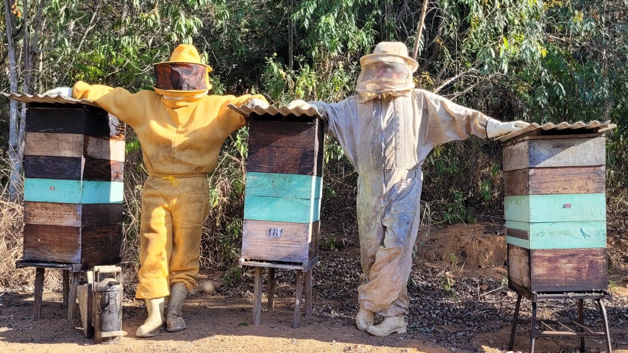 Apiário do meu AMIGO com mais de 100 CAIXAS  / Abelha apis 🐝🙏