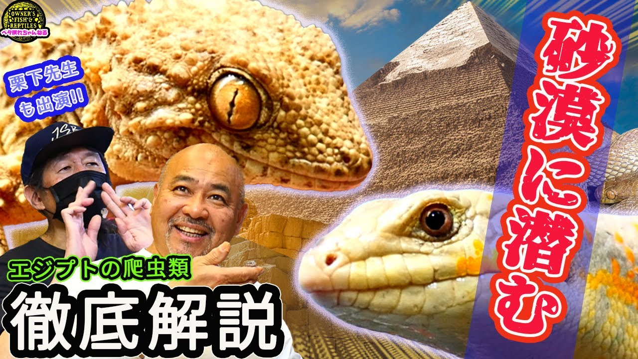 【大量入荷】今年もエジプト便がやってきました！【爬虫類】