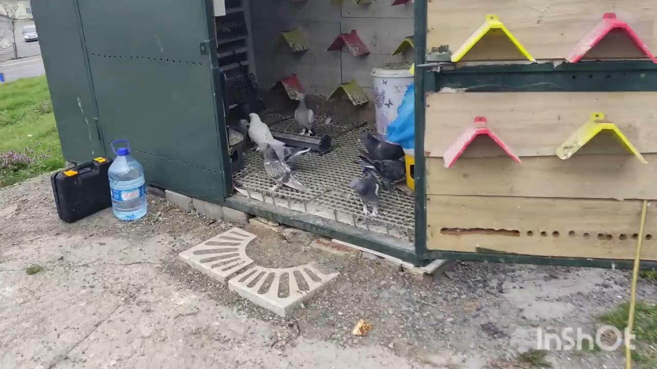 #pigeon #güvercin ALO BİZİ SEVENLER HADİ ABONE OLALIM SAYFAMIZA ♥️