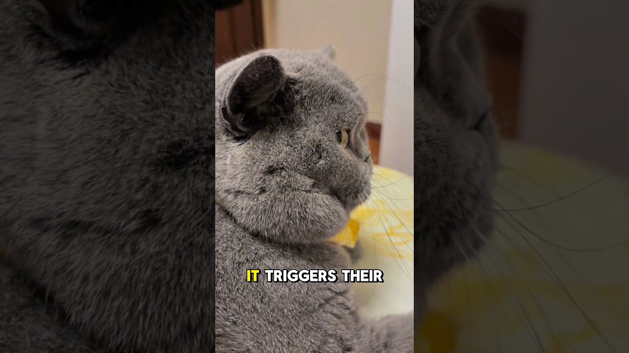 Why Do Cats Jump in Fear at Cucumbers? The Truth Behind This Viral Reaction!