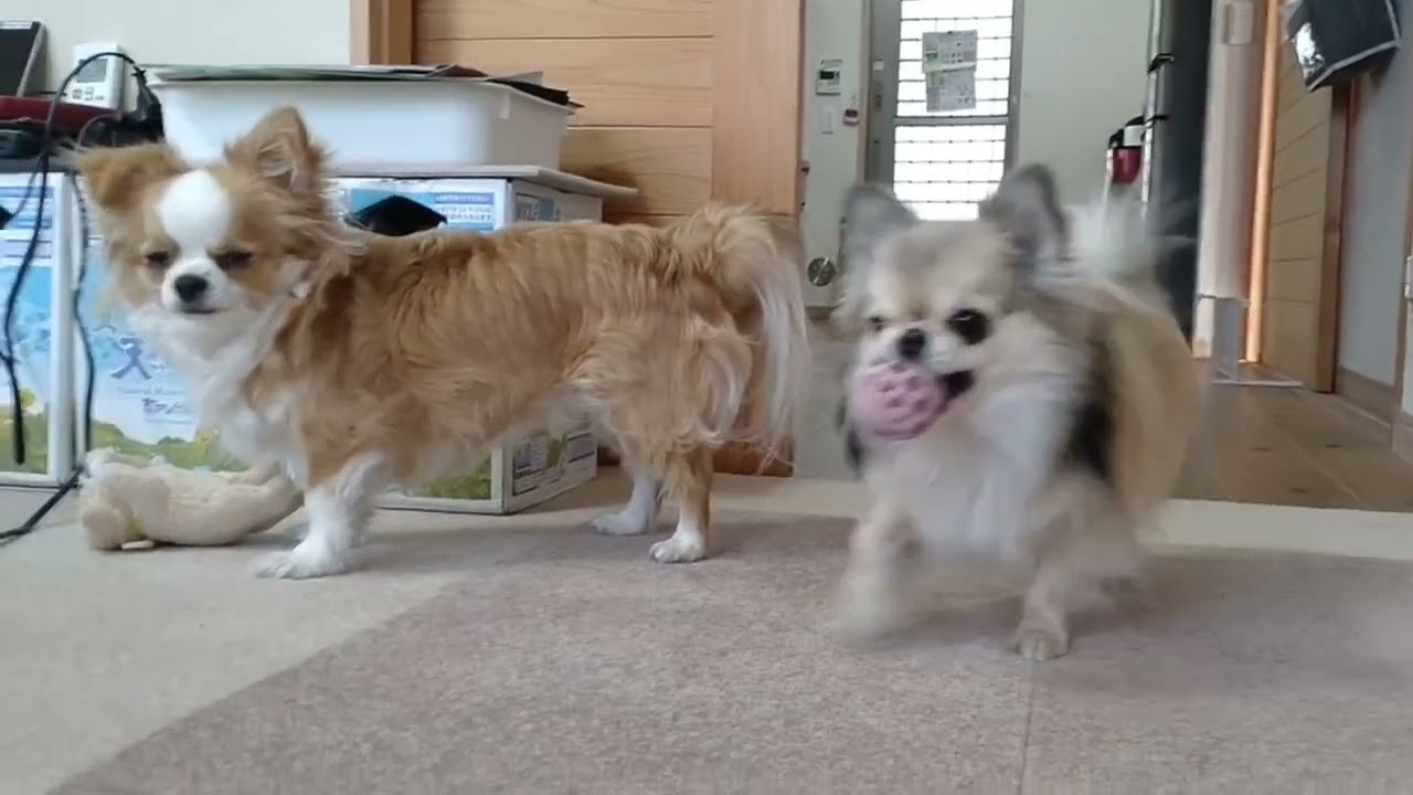 走るごまちゃん
