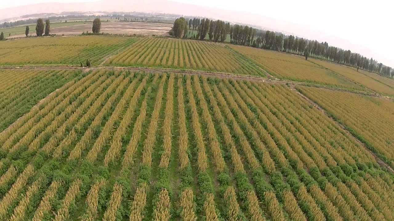 Campos de Quinua - CampoSur