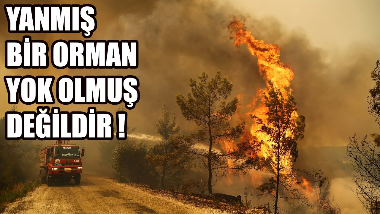 Yangından Sonra Orman Kendini Yeniler Mi?