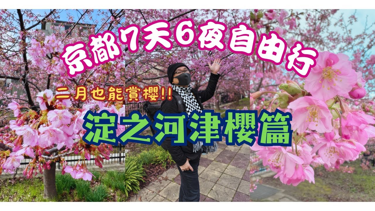 2024京都自由行7天6夜-淀之河津櫻篇 | 京都近郊景點 | 淀之河津櫻交通方式 |早櫻-河津櫻 | 二月也可以賞櫻 | 京都車站美食| 迴轉壽司-金澤美味壽司 |