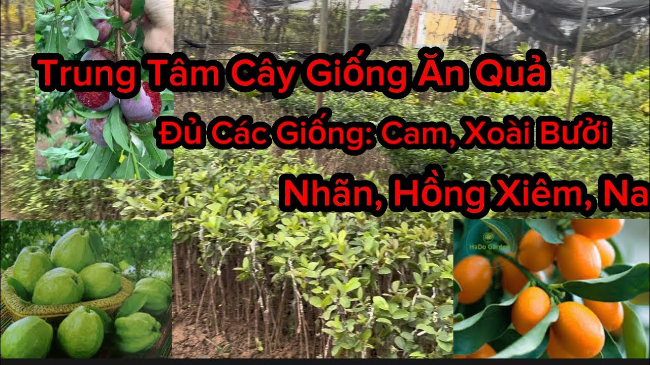 Giống Cây Ăn Quả Miền Bắc - Giống Cây Ghép Nhanh Quả Trung Tâm Lớn Uy Tín Chất Lượng