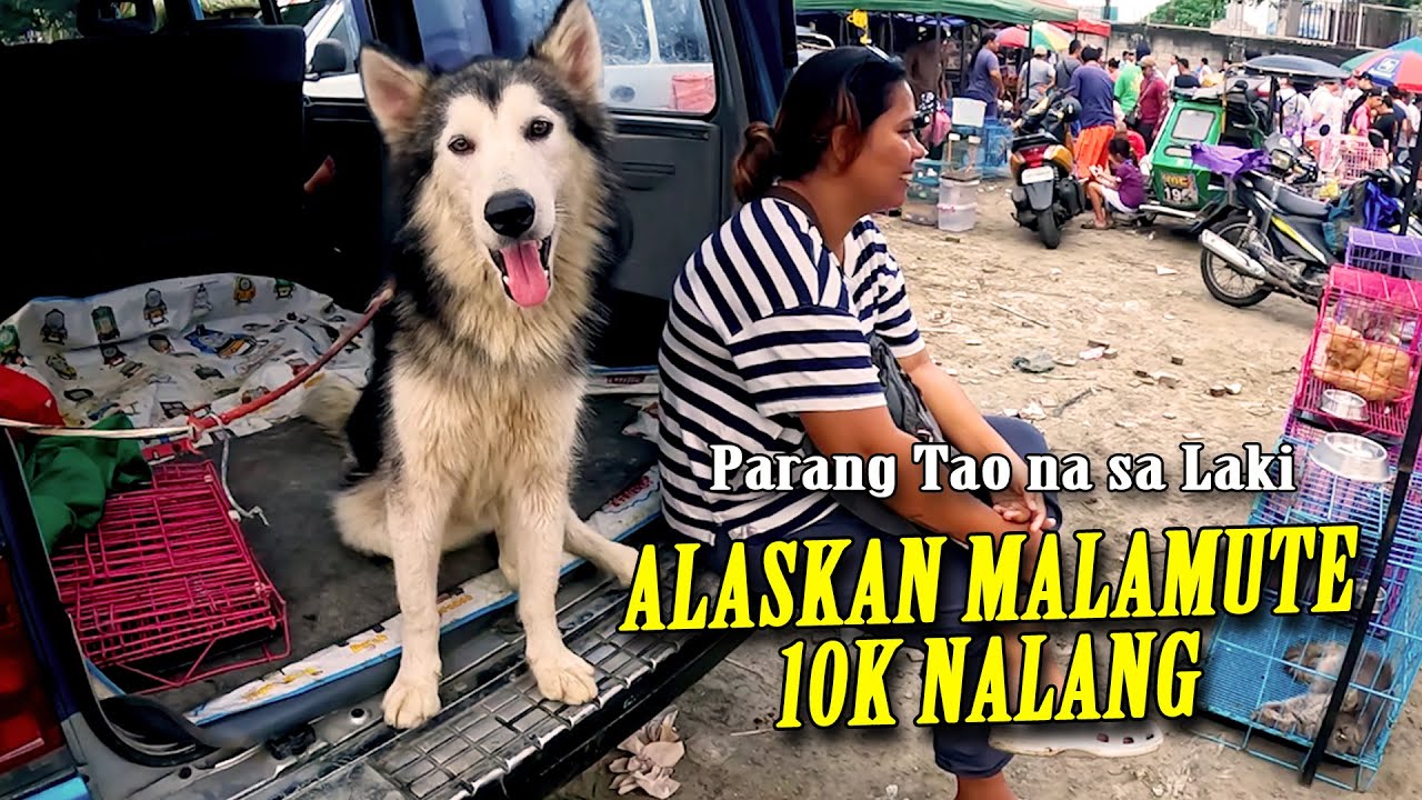 100K YUNG GANITONG ASO DATI