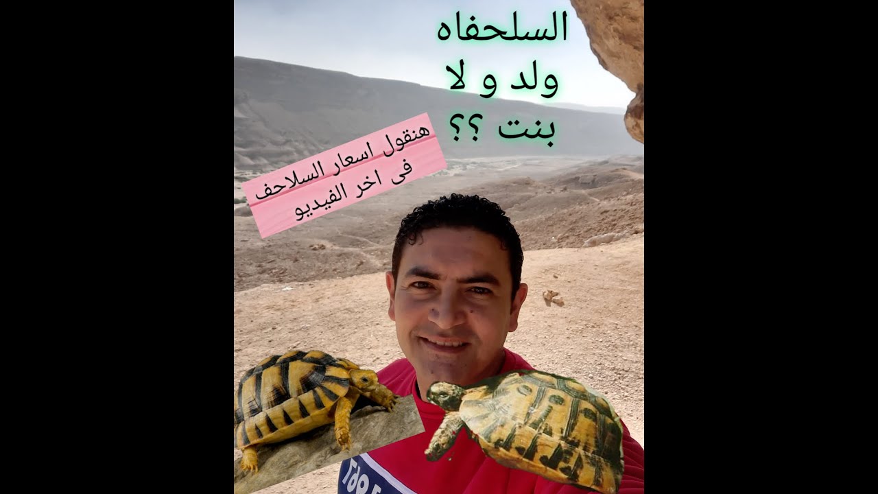 السلاحف المصرى و السلاحف اليونانى و ازاى نفرق الذكر من الانثى و دخول مفاجئ للاجوانا  مع رامز اسلام