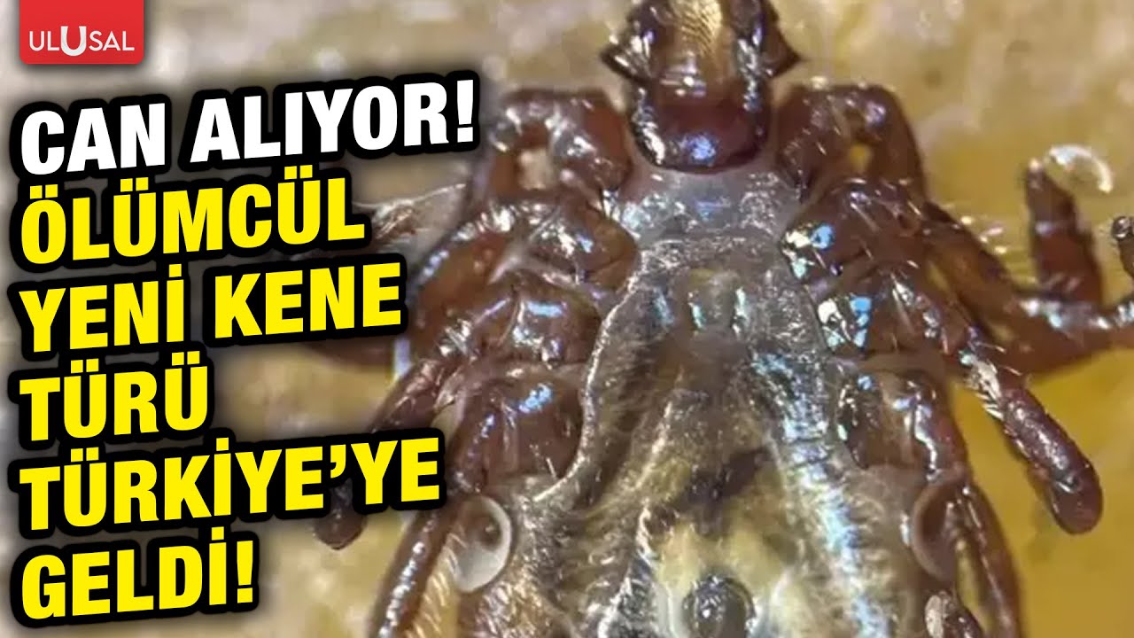 Uzakdoğu'dan gelen yeni kene türü 30'dan fazla hastalık taşıyor!