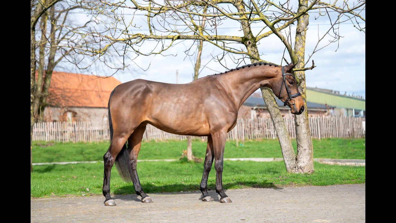 Corette 2 vd Wouw Z: Cornelius vd Wouw Z x O’Neill van’t Eigenlo - Mare 2022